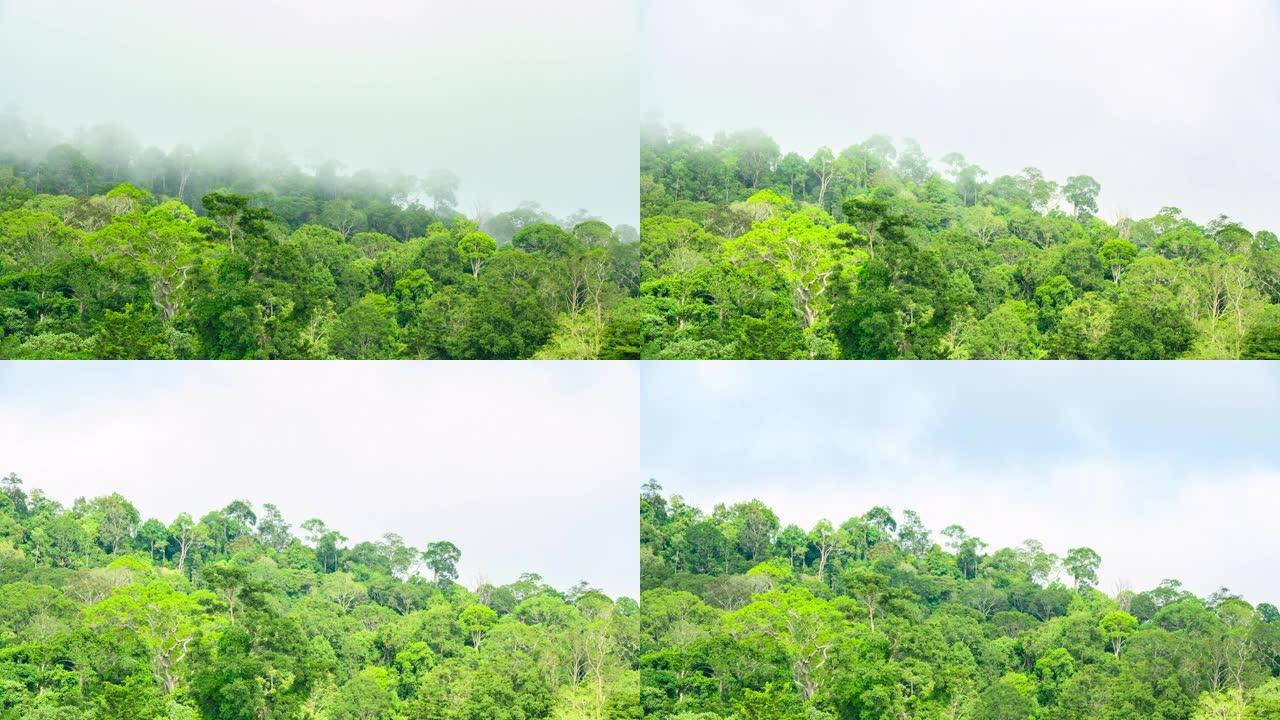 从上方观看，令人惊叹的延时视频显示，云层 (由树木释放的水蒸气形成) 在热带雨林上快速移动。马来西亚