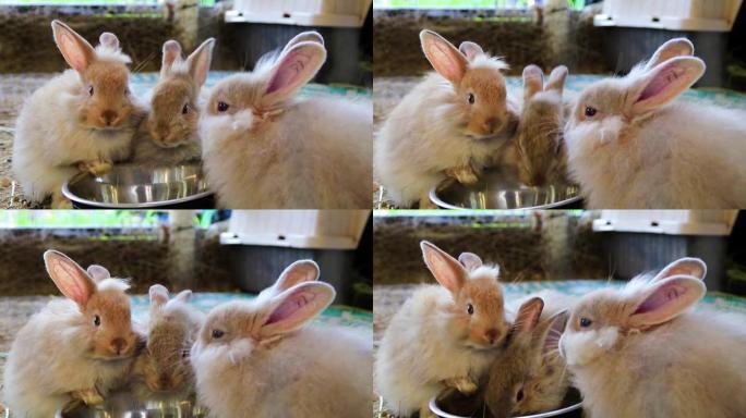 可爱的蓬松兔子在乡村博览会上用同一个银碗吃饭