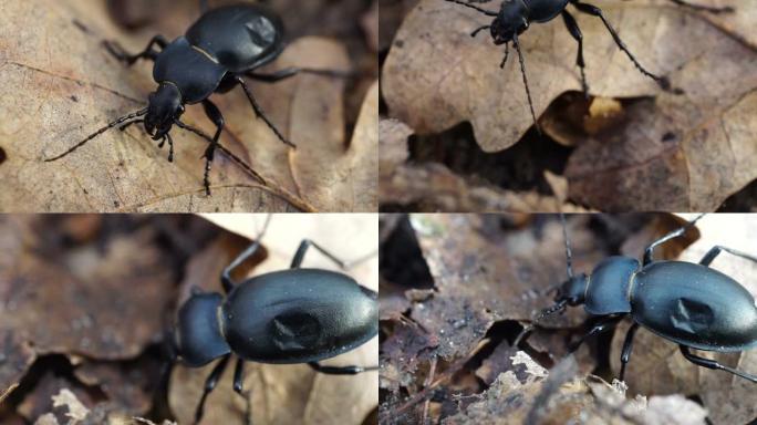 一只黑色的大甲虫在落叶上爬行