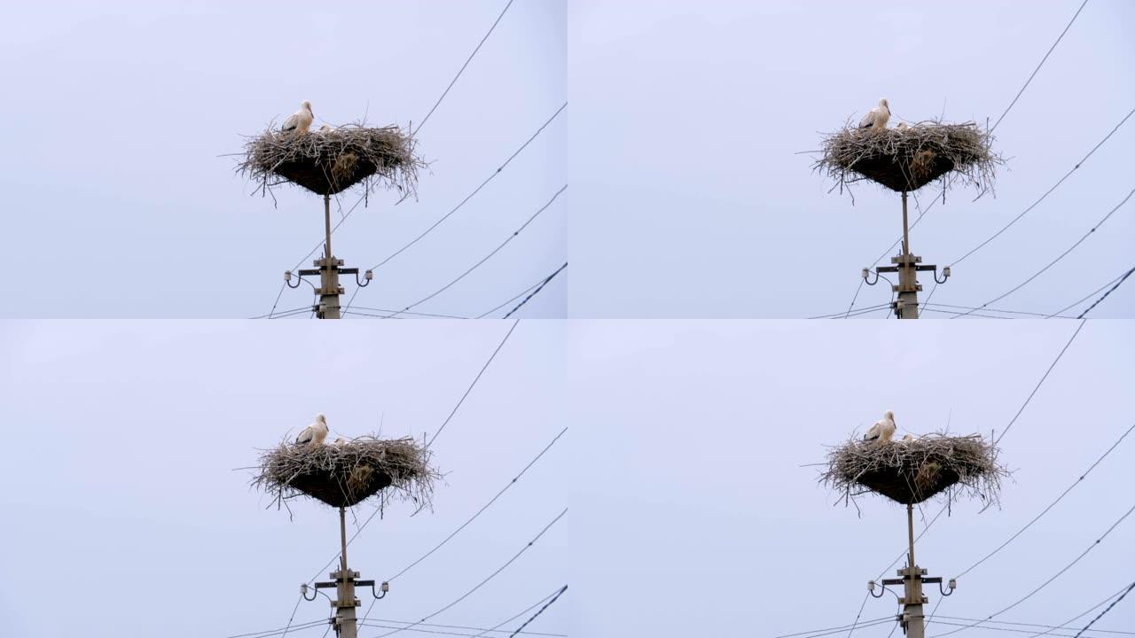 鹳一家坐在天空背景上高压电线支柱上的巢中