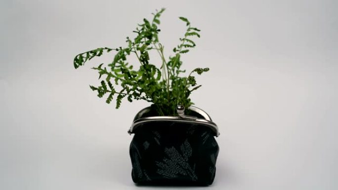 绿色植物从钱包中生长，不断增长的金钱概念