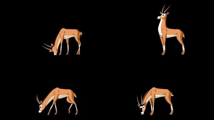 蚁羚或瞪羚吃草