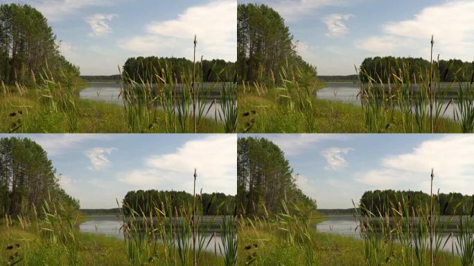 夏天闷热的中午在森林湖畔。绿色的芦苇在风中摇曳。平静的夏日风景。4k视频