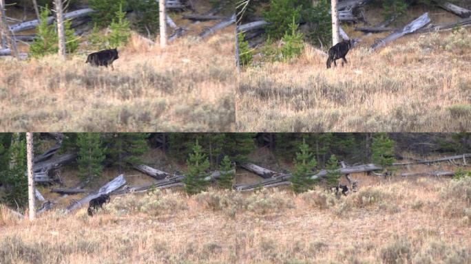 在海登山谷黄石公园开始奔跑的孤独黑狼的追踪镜头