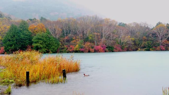 雨中中禅寺湖美丽的秋叶