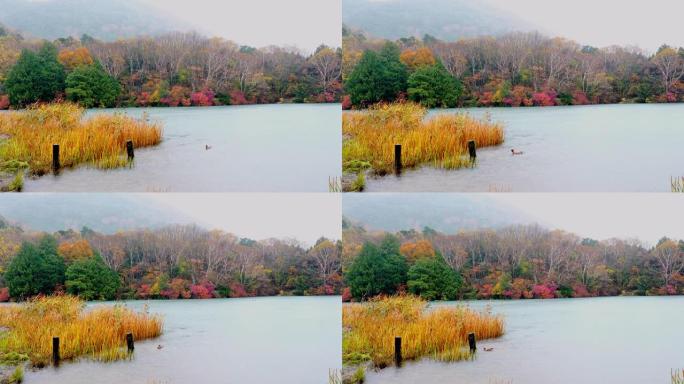 雨中中禅寺湖美丽的秋叶