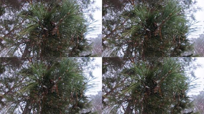 锥体挂在树上。特写。美丽的冬季森林，正在下雪。