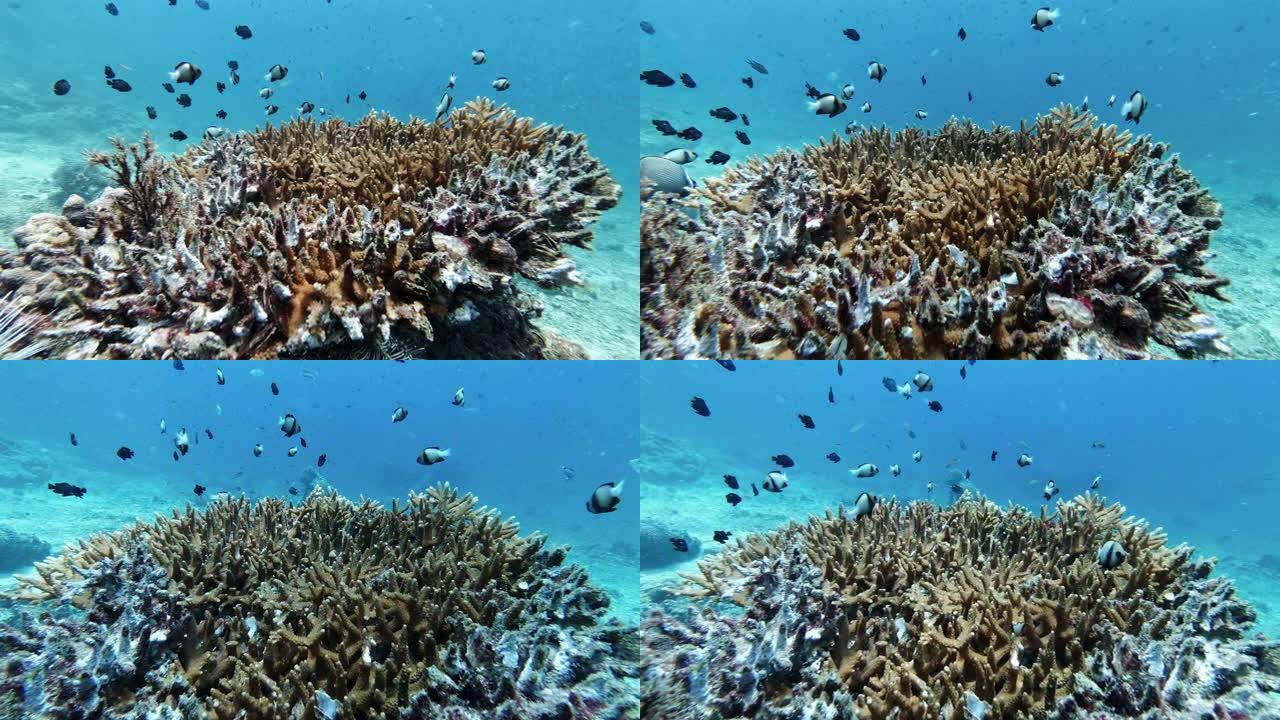 珊瑚漂白水下气候变化对环境的影响