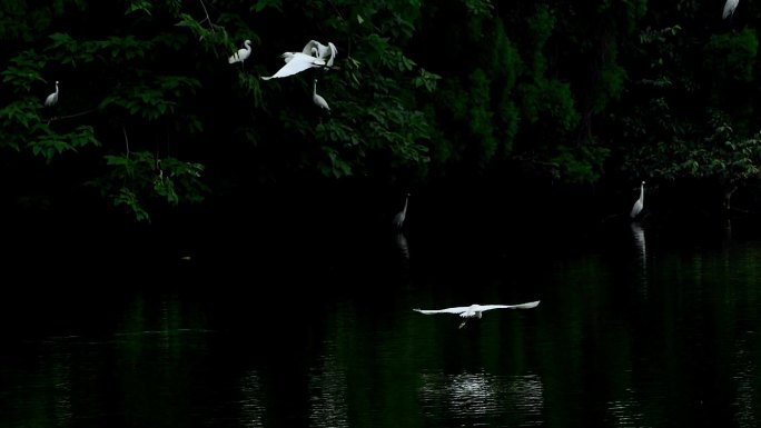 湖面 湿地 生态 水鸟 白鹭