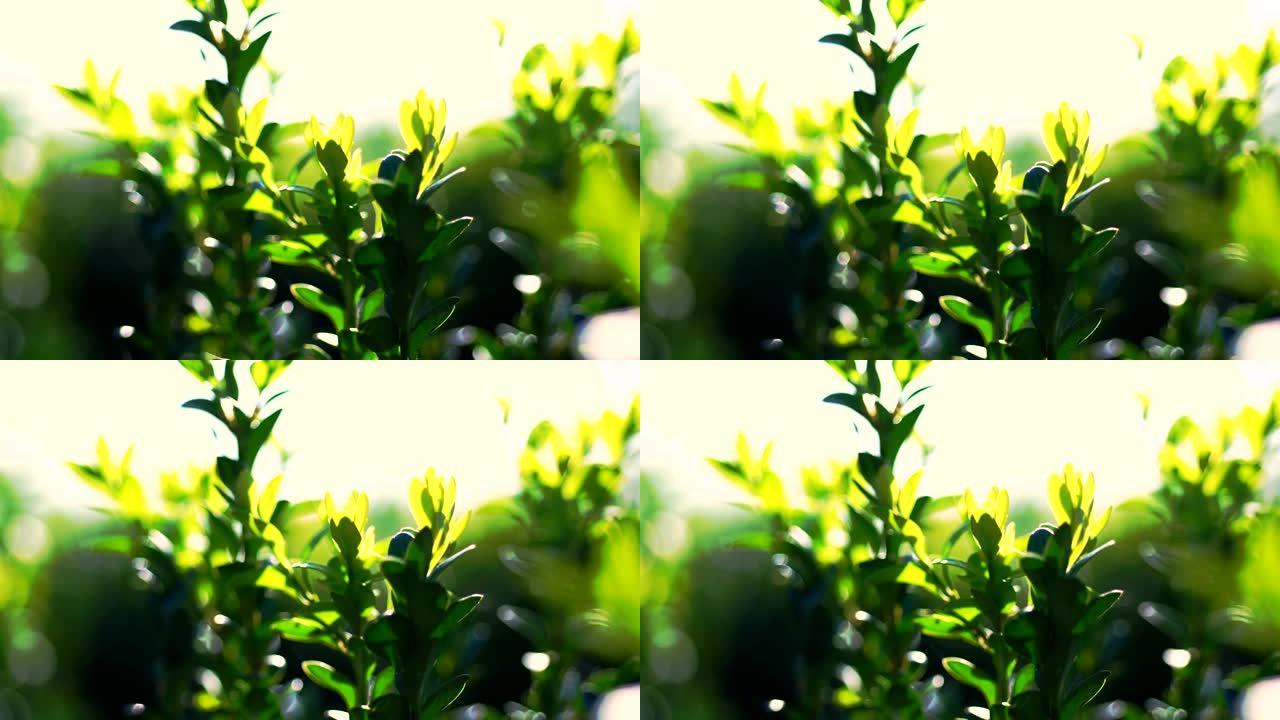 特写，黄杨木叶子在风中摇曳，在阳光下。多汁的绿色黄杨木灌木。种植观赏常绿苗圃黄杨木在林场出售。农业，