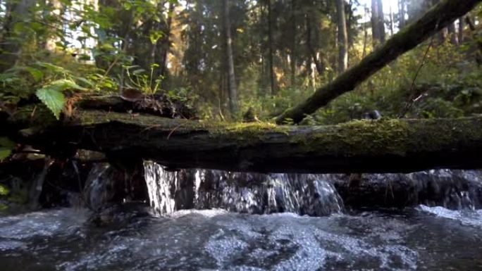 河流，溪流在野生森林中流动