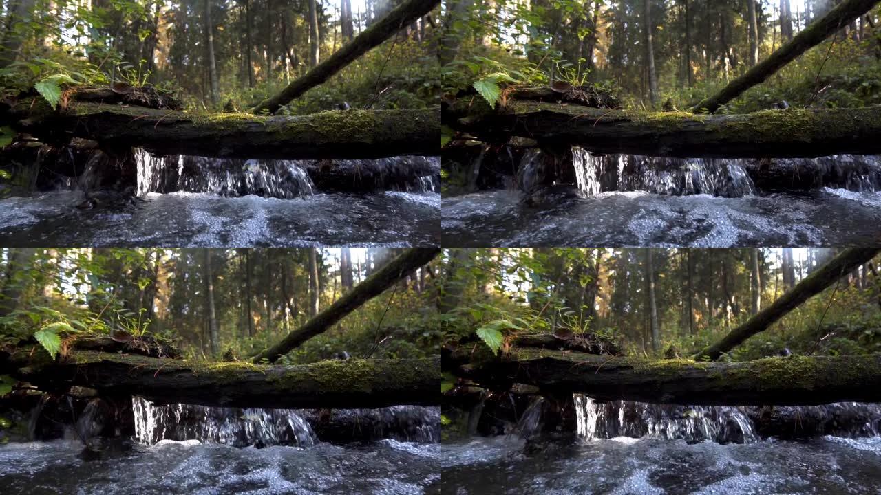 河流，溪流在野生森林中流动