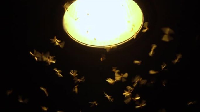 Mayfly和灯泡慢动作