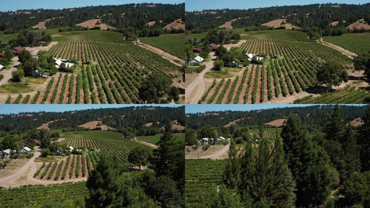 无人机鸟瞰加州北部安德森谷的葡萄园
