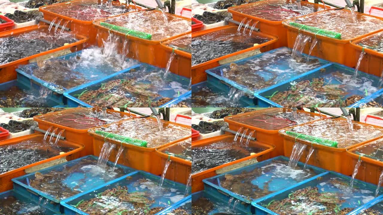 亚洲女人把小鲨鱼放入容器的慢镜头。海鲜市场