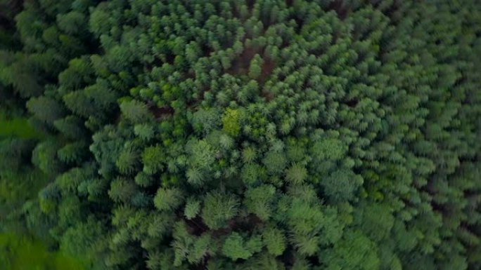 4K空中飞行在一个美丽的绿色森林的乡村风景山