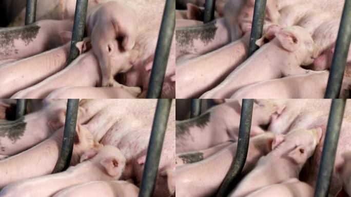 刚出生的小猪，喝猪母猪的牛奶。母猪喂养小猪