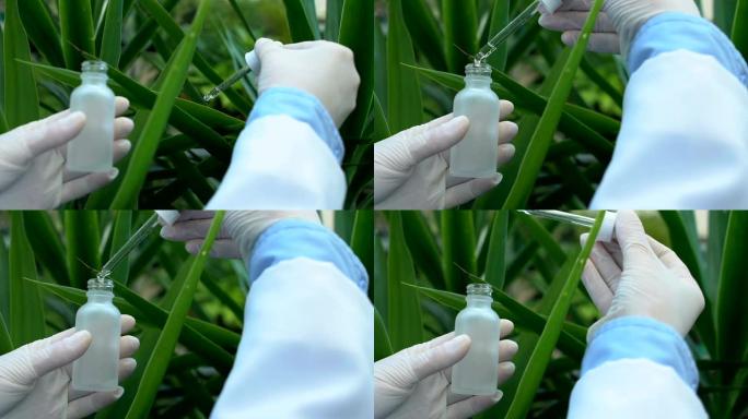 从植物叶片中提取液体样品的女科学家，生态实验