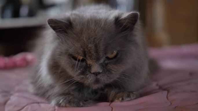 愤愤不平的英猫躺在床上看着镜头