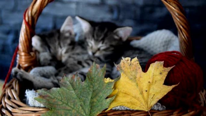 小猫睡在柳条篮子里，有树叶和红色球