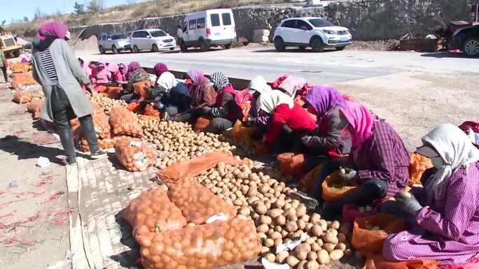 农民农村妇女挖土豆伢子制作土豆种子备耕