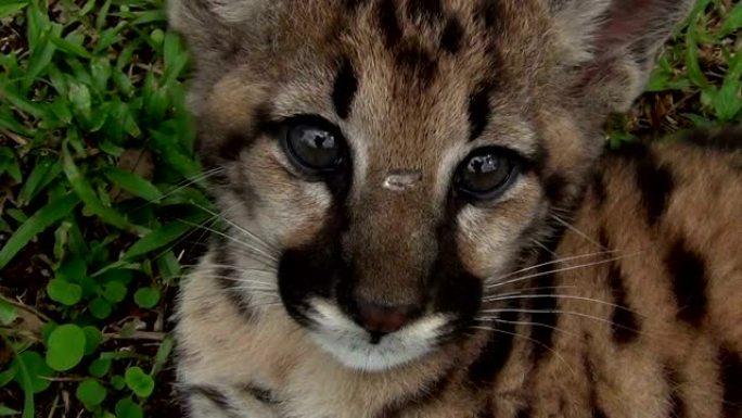 美洲狮 (Puma concolor) 幼崽的交流眼睛