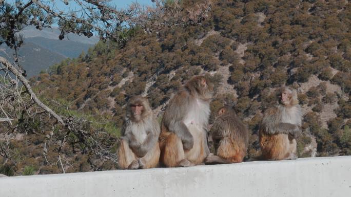 西藏旅游风光214国道路边野猴