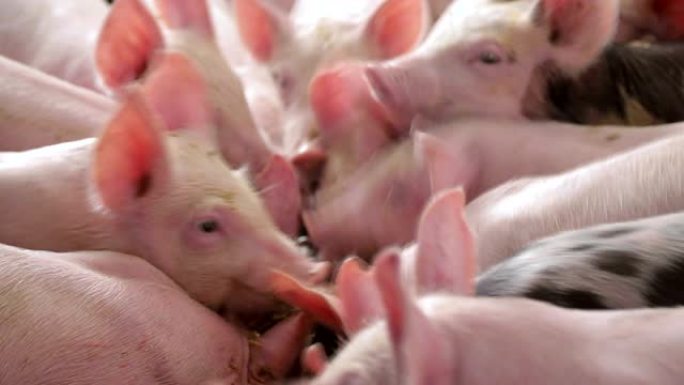 猪在养猪场互相推挤吃食物。猪从槽里吃东西。