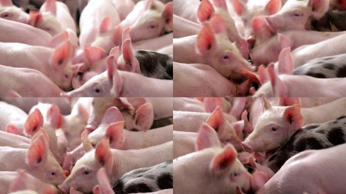 猪在养猪场互相推挤吃食物。猪从槽里吃东西。