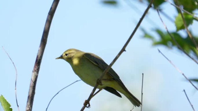 鸟-柳莺 (Phylloscopus trochilus) 坐在树上的树枝上。