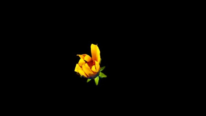 一朵美丽的黄色金鸡菊花开了。时间流逝。孤立在黑色背景上。