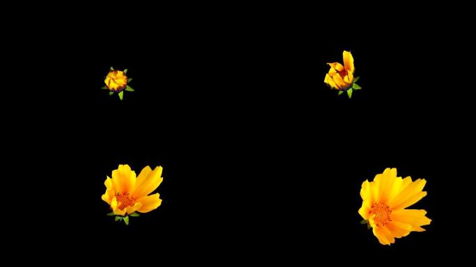 一朵美丽的黄色金鸡菊花开了。时间流逝。孤立在黑色背景上。