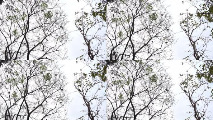 树上的4k群乌鸦