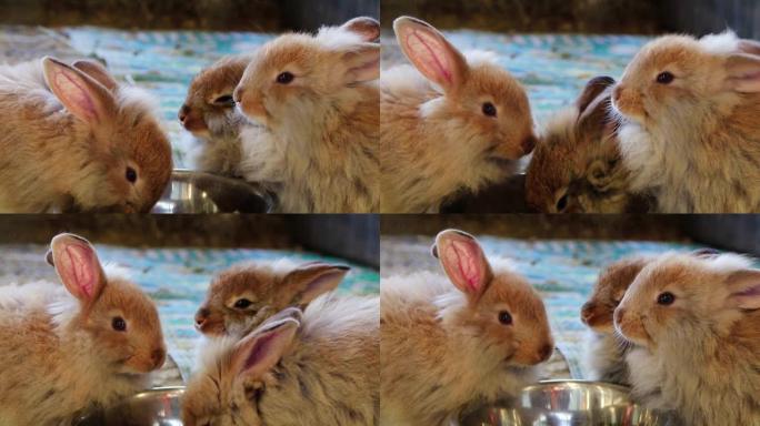 可爱的蓬松兔子在乡村博览会上用同一个银碗吃饭