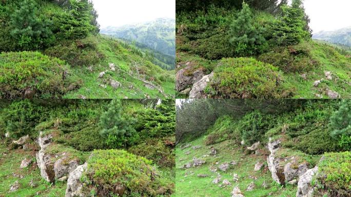 奥地利Zillertal山谷阿尔卑斯山的龙胆花。(Gentiana orbicularis) 和松树