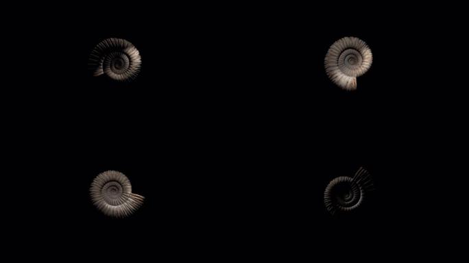 史前化石菊石在黑色背景循环中旋转