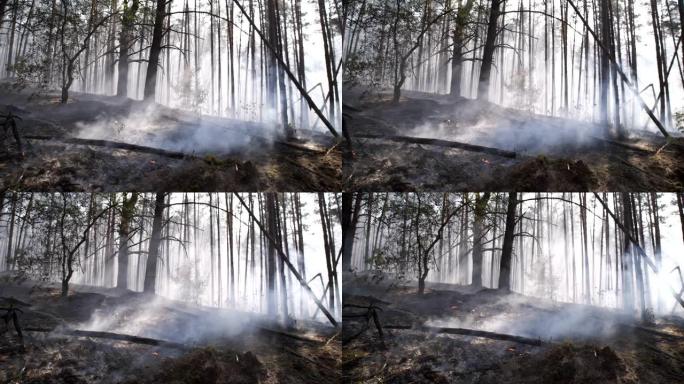 火灾后的森林。火灾后，烟从大地升起。