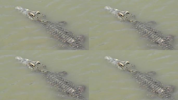 大鳄在晨间沼泽找食物吃视频影像