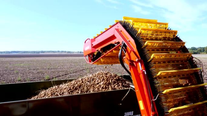 初秋。在农田上收获土豆。拖拉机是一台特殊的机器，可以挖出土豆并将其倒入卡车的后部