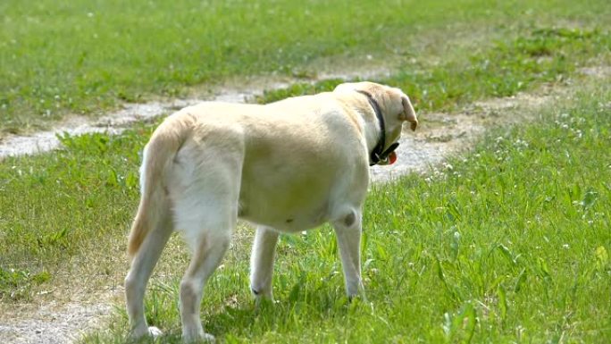 屋外的白色拉布拉多犬狗