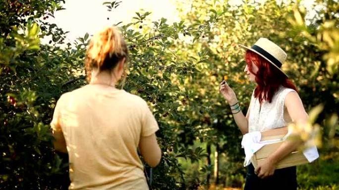 两个女性朋友喜欢在果园里捡樱桃