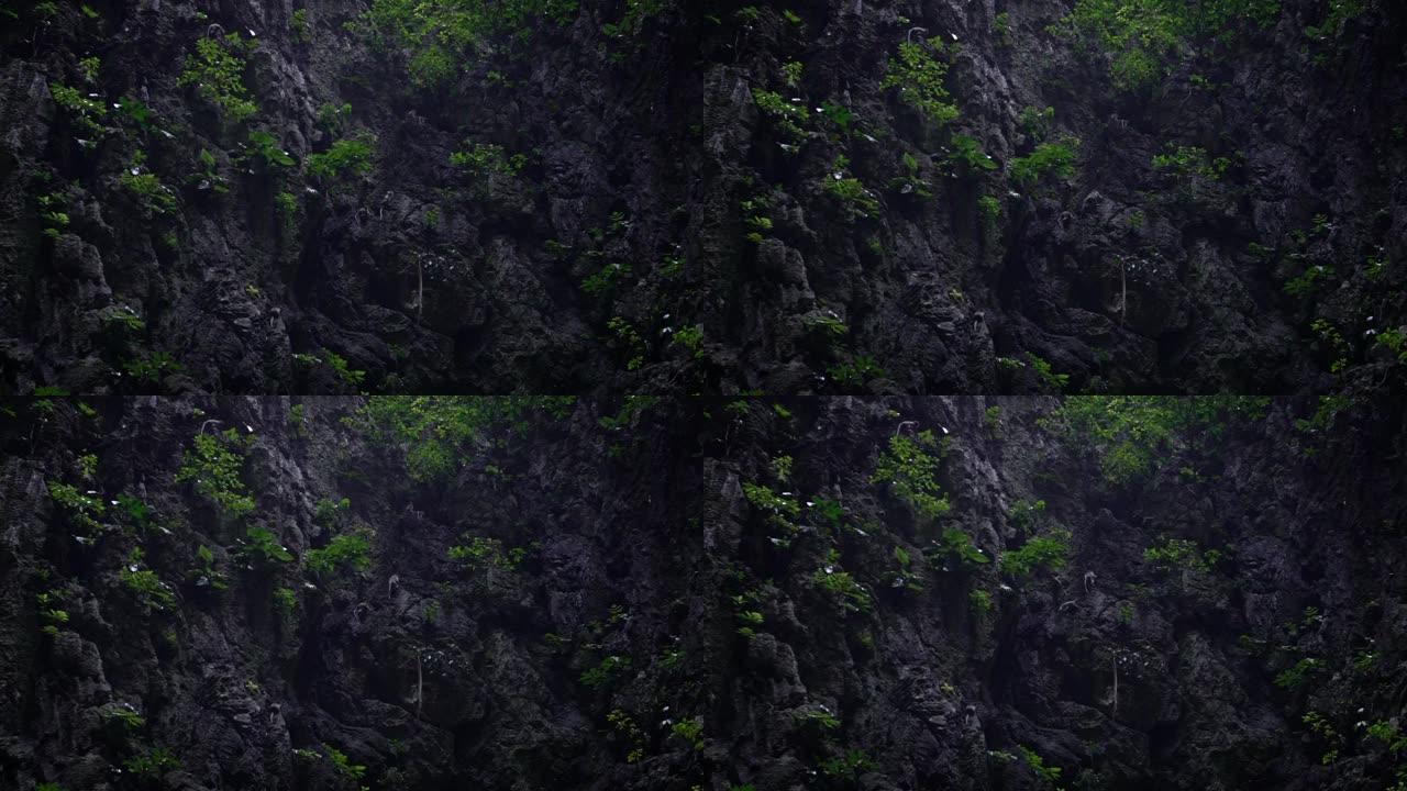 慢动作亚洲猴子在黑风洞附近的落基山墙上攀爬