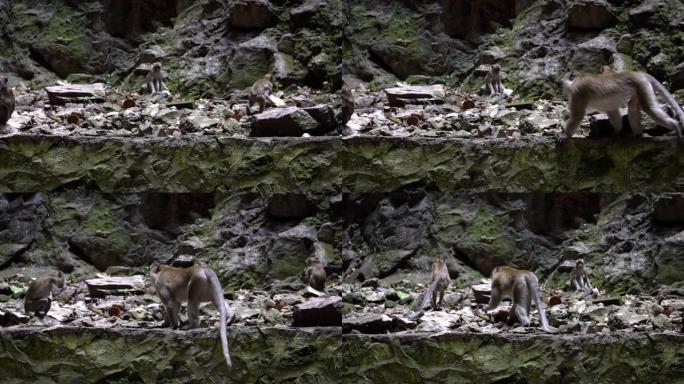 慢动作亚洲猴子在黑风洞附近的落基山墙上攀爬