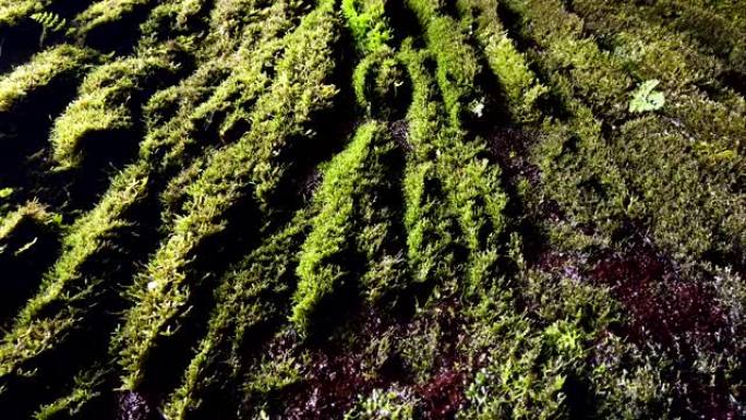 水滴在覆盖着天然苔藓的墙上流下