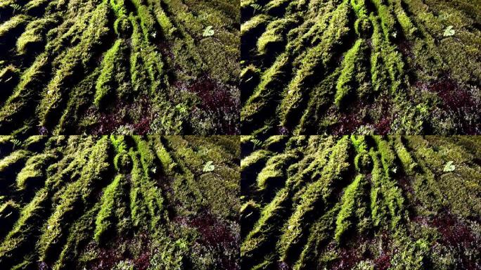 水滴在覆盖着天然苔藓的墙上流下