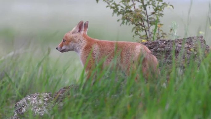 可爱的红狐幼崽站在草地上的一块石头上，环顾四周。Vulpes