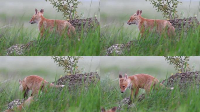可爱的红狐幼崽站在草地上的一块石头上，环顾四周。Vulpes