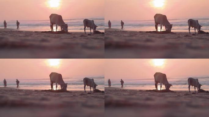 黎明时海滩上的奶牛。印度奥里萨邦。