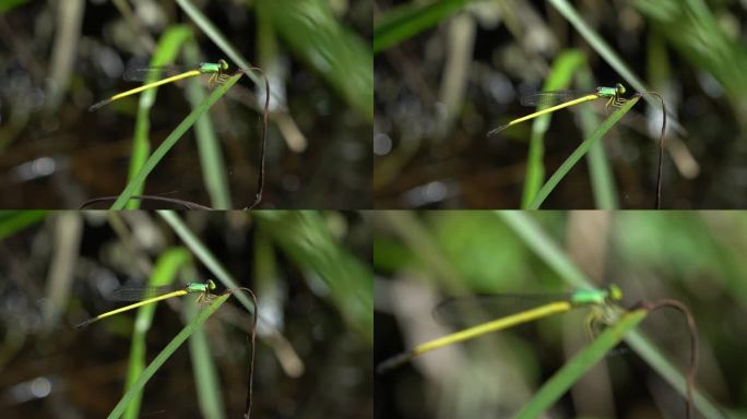 蜻蜓 昆虫 野外蜻蜓  小蜻蜓 户外