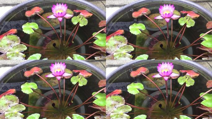 4K Nelumbo Nucifera。釜山大格沙佛寺外的罗图花